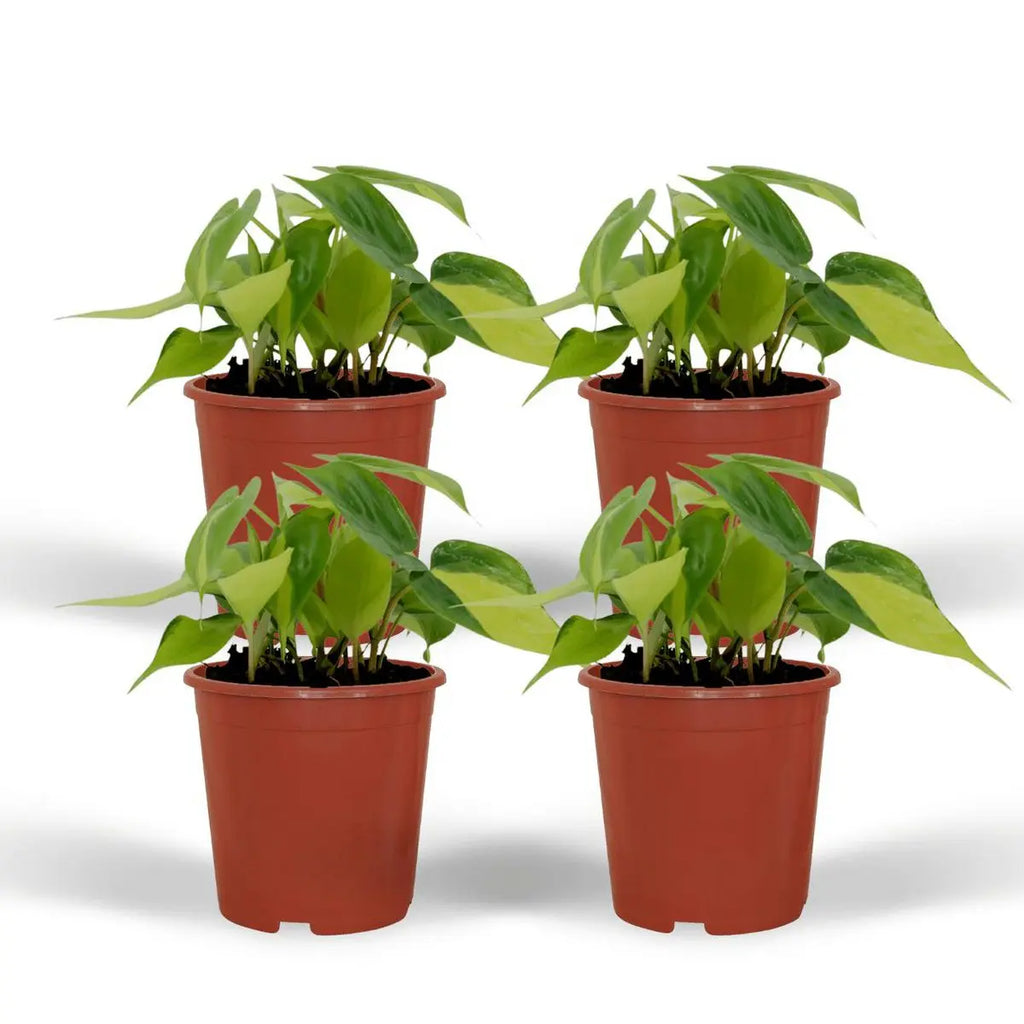 Philodendron Scandens Brasil - 4 Stück - ø12cm - ↕15cm MEERgroothandel Planten