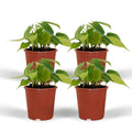 Philodendron Scandens Brasil - 4 Stück - ø12cm - ↕15cm MEERgroothandel Planten