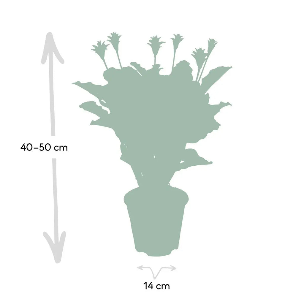 Calathea Crocata - Pauwenpflanze - ø14cm - ↕40cm MEERgroothandel Planten