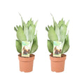 Sansevieria Mondschein - 2 Stücke - Ø14cm - ↕40 cm MEERgroothandel Planten