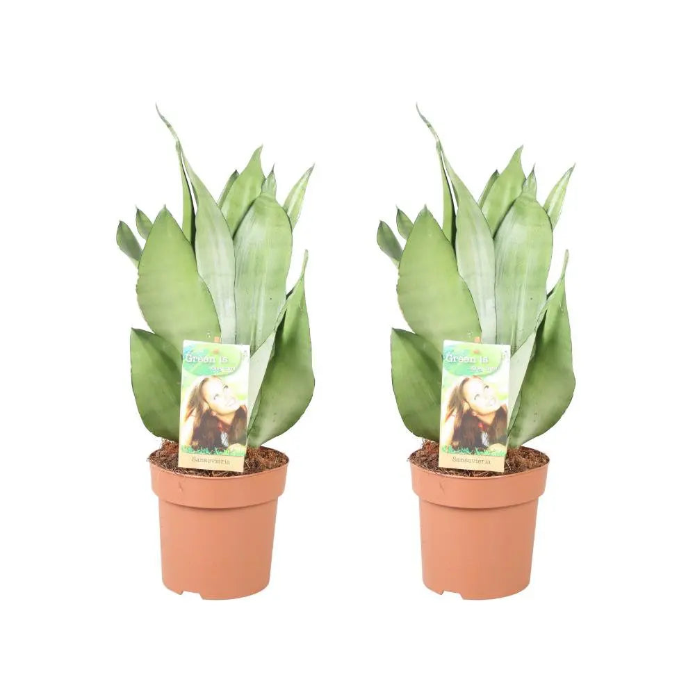 Sansevieria Mondschein - 2 Stücke - Ø14cm - ↕40 cm MEERgroothandel Planten