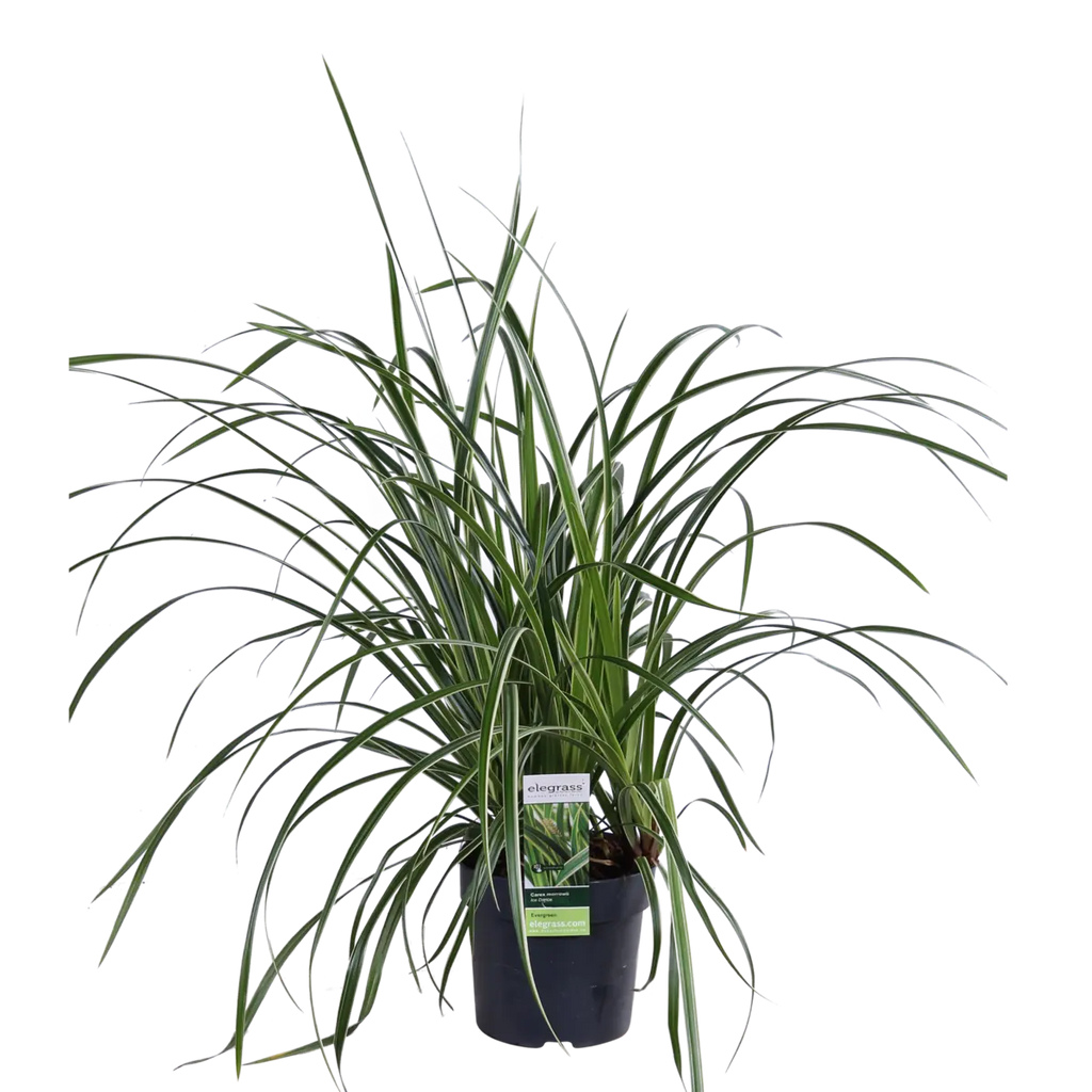 Zier-Gras Carex Morrowii 'Ice Dance' - Ø14cm - ↕30cm