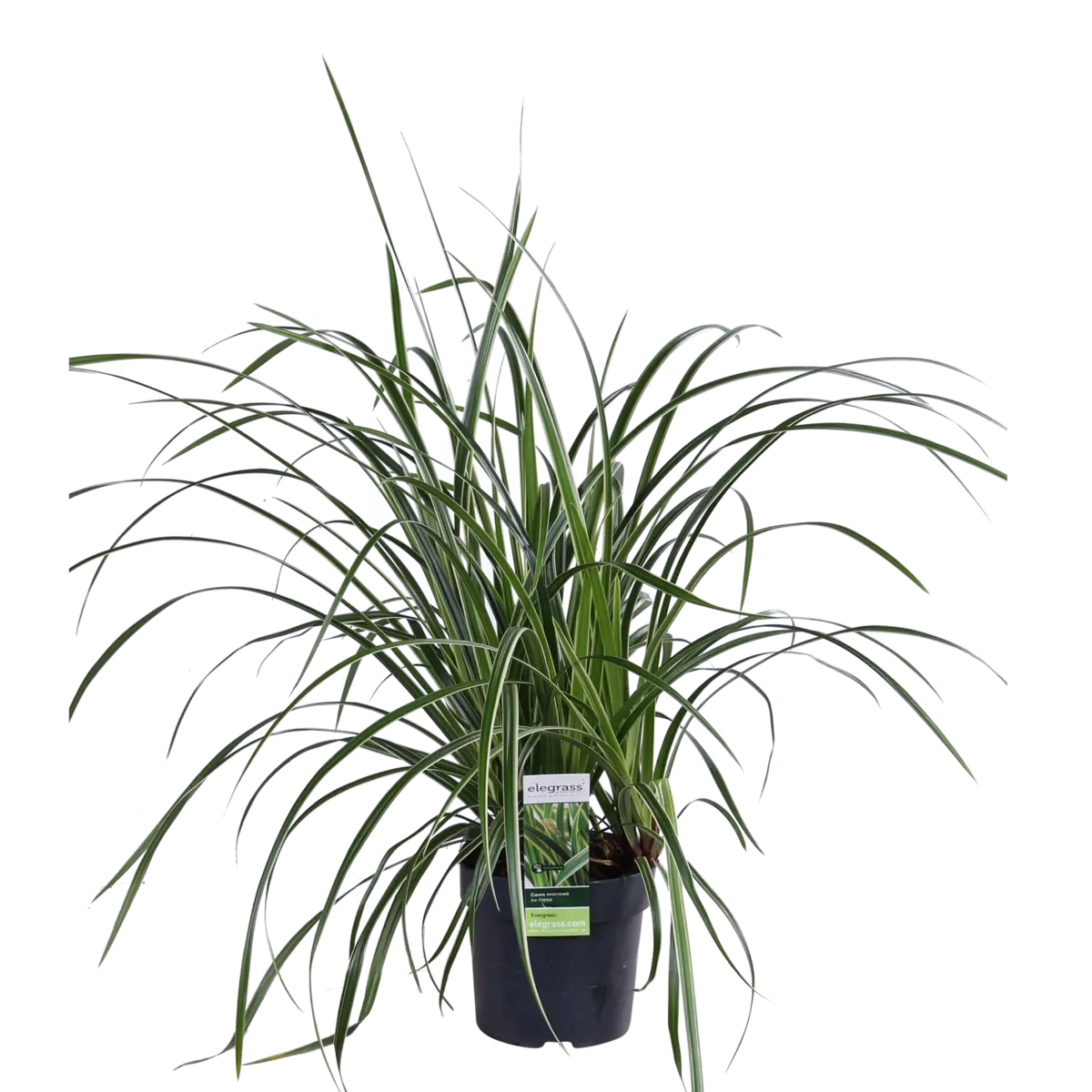 Zier-Gras Carex Morrowii 'Ice Dance' - Ø14cm - ↕30cm