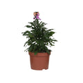 Erysimum ‘Purple Glow’ - Ø13cm - ↕30 cm | violette winterharte Goldlack-Pflanze - Pille Gartenwelt