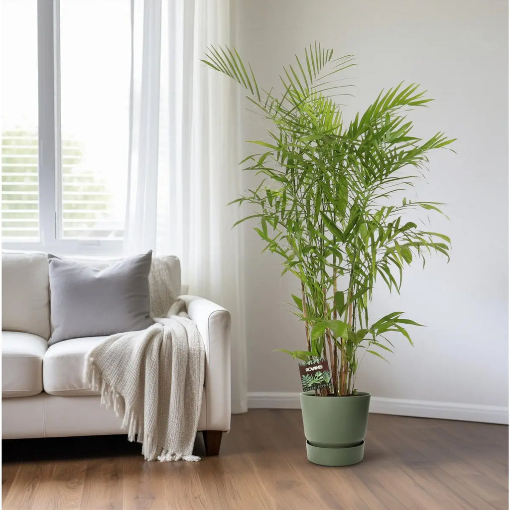 Chamaedorea Sefits - Ø27cm - ↕160 cm MEERgroothandel Planten
