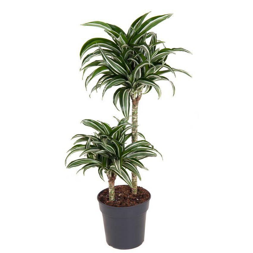 Dracaena Jade Jewel 45-15 [P19-H80] | Drachenbaum
