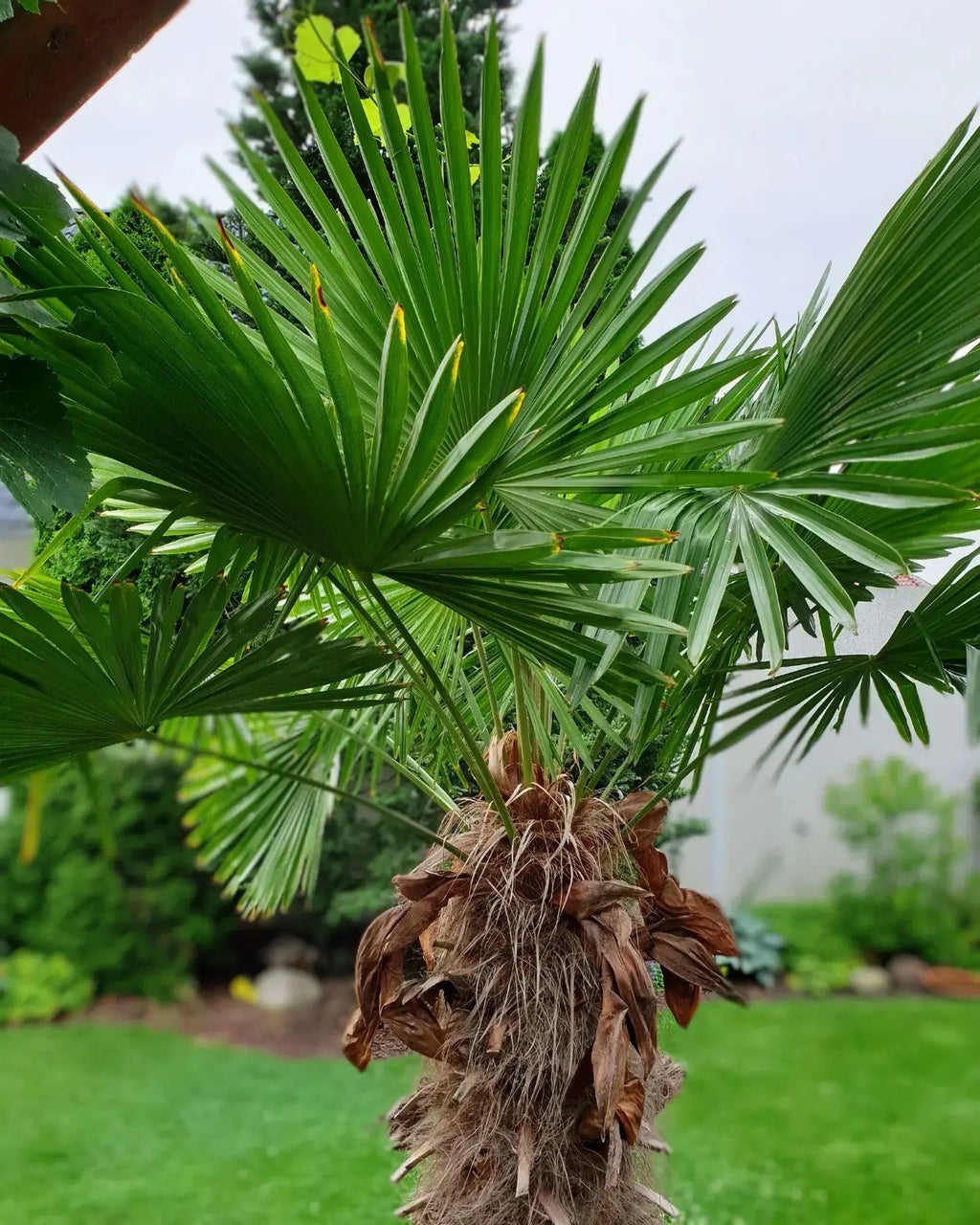 Trachycarpus wagnerianus - Wagner Hanfpalme aus Freilandzucht