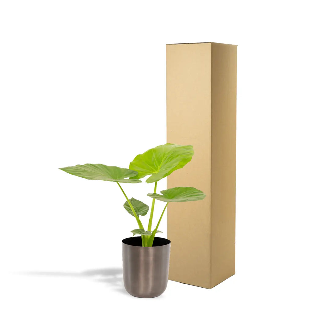 Alocasia macrorrhiza im Topf Mayk Blei – Ø19cm, ca. 70cm - Pille Gartenwelt