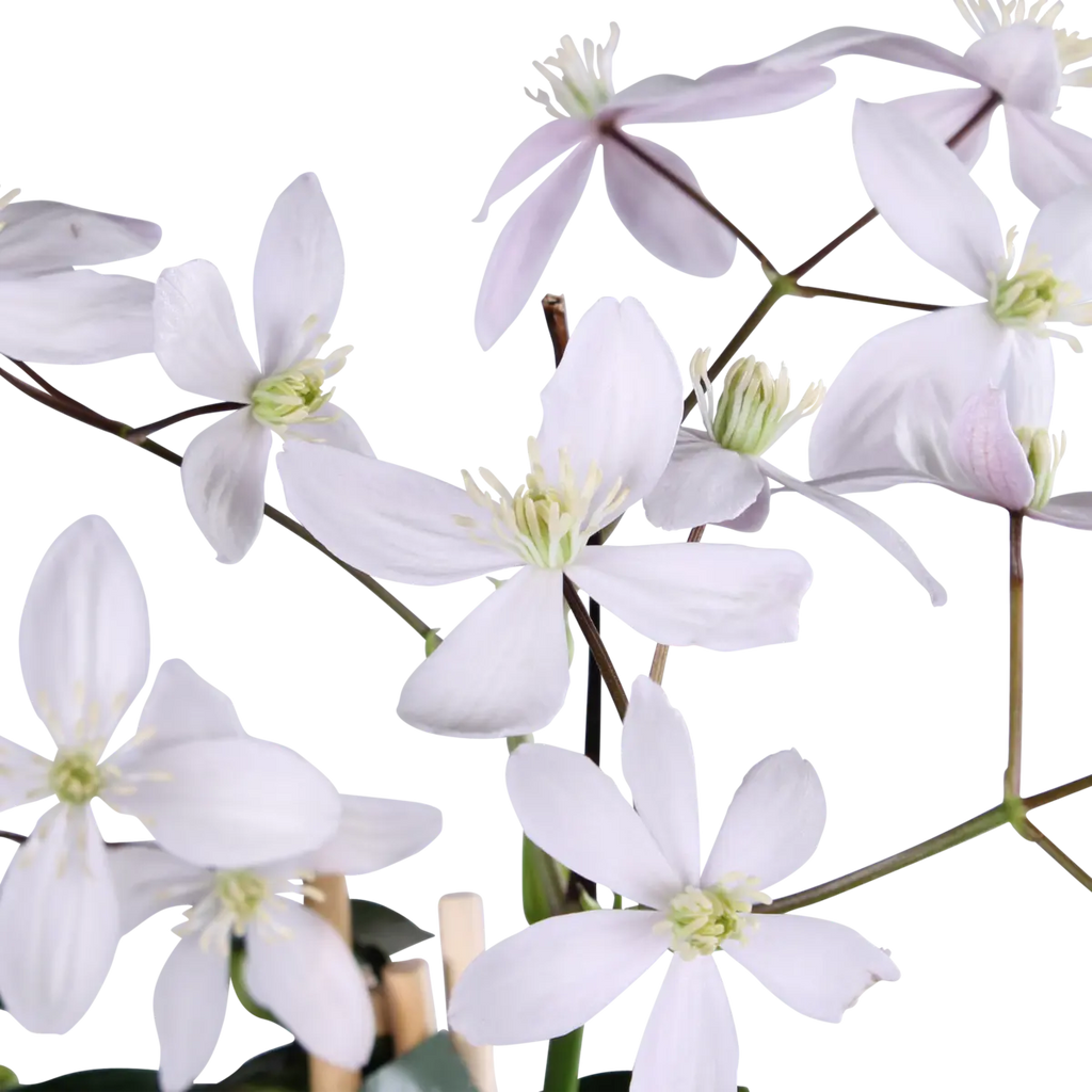 Clematis Armandii Apfelblüte - immergrüne Clematis hellrosa - Ø15cm - ↕65cm
