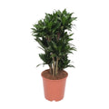 Dracaena Compact - Ø24cm - ↕80 cm MEERgroothandel Planten
