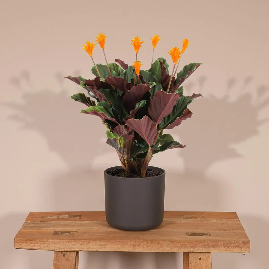 Calathea Crocata - Pauwenpflanze - ø14cm - ↕40cm MEERgroothandel Planten
