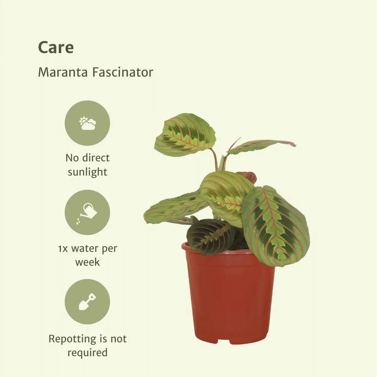 2x Maranta Fascinator - PijlWortel - 20 cm - Ø12 MEERgroothandel Planten