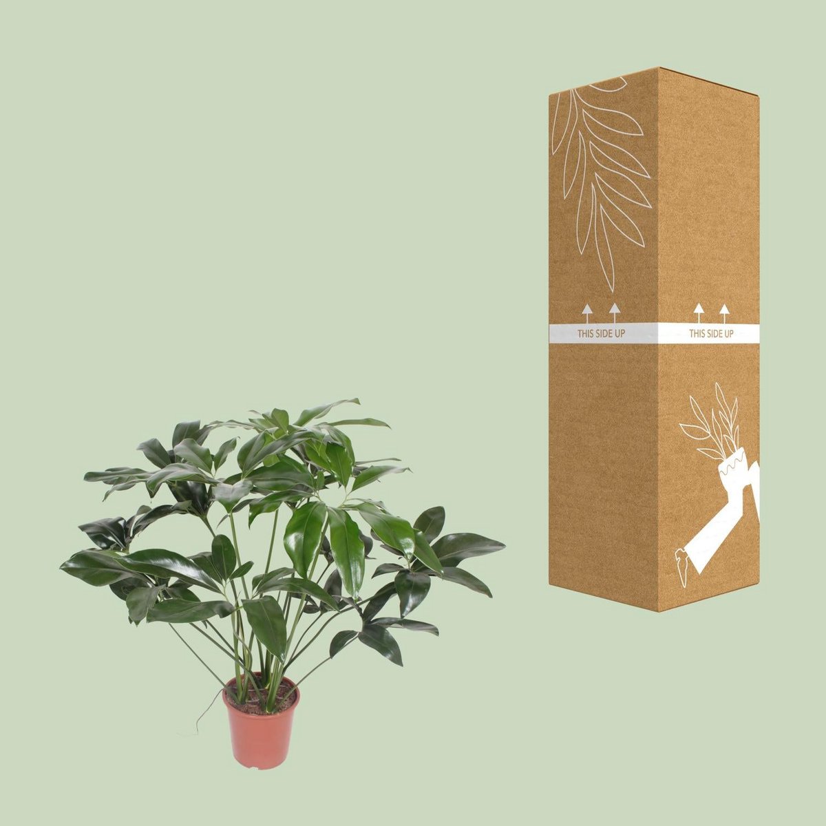 Philodendron Green Wonder – Ø27 cm – ca. 90 cm