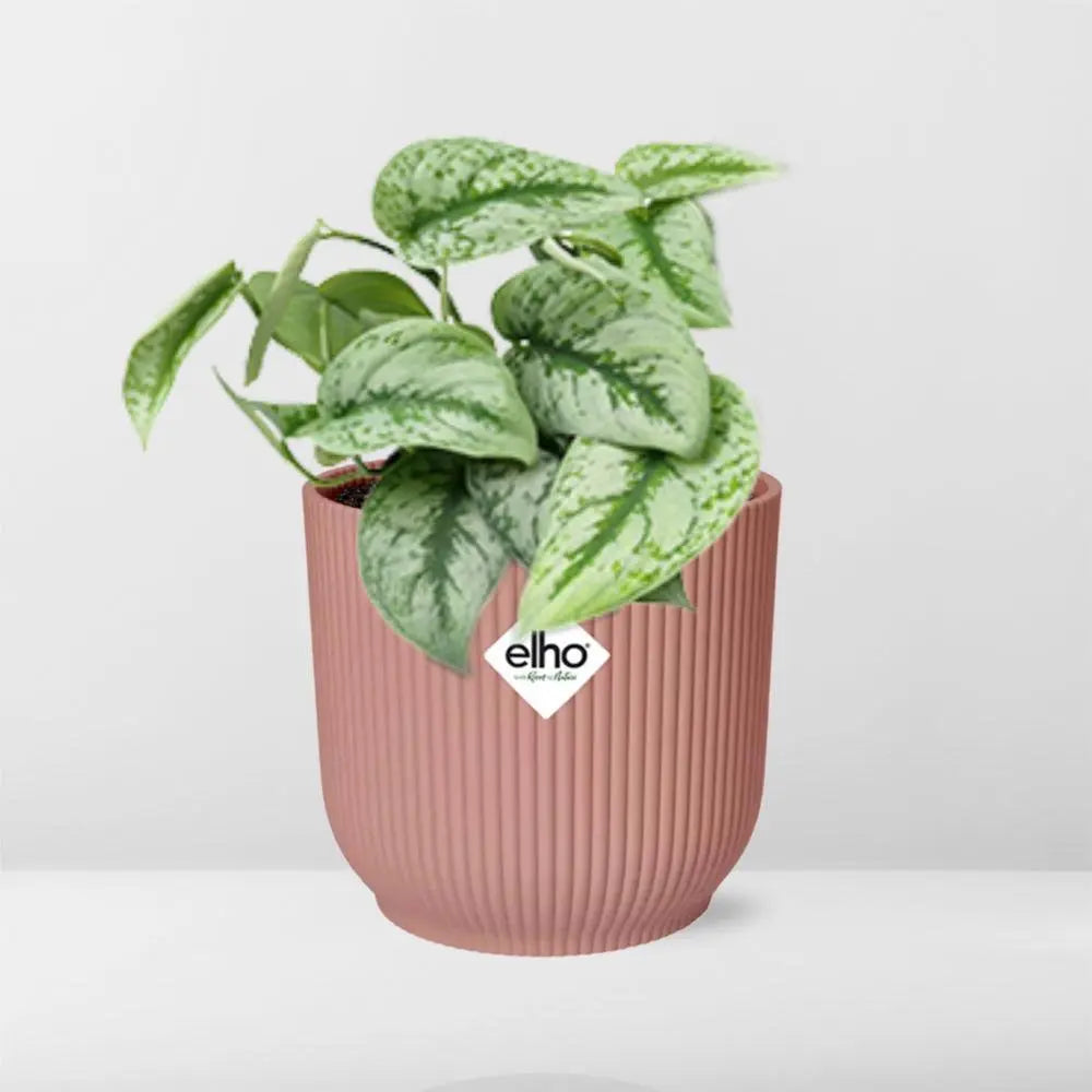 Scindapsus bemalt 'Trebie' in Elho -Vibes 14 cm Roze falten MEERgroothandel Planten