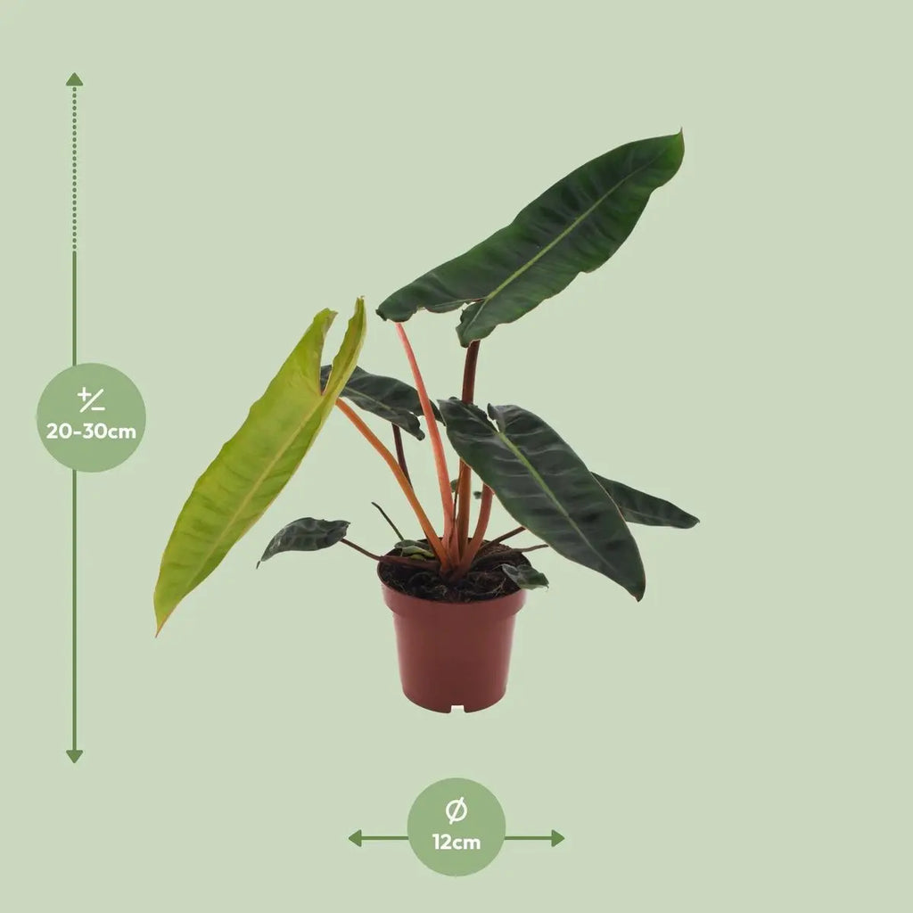 Philodendron Billietiae - Ø12cm - ↕25 cm MEERgroothandel Planten