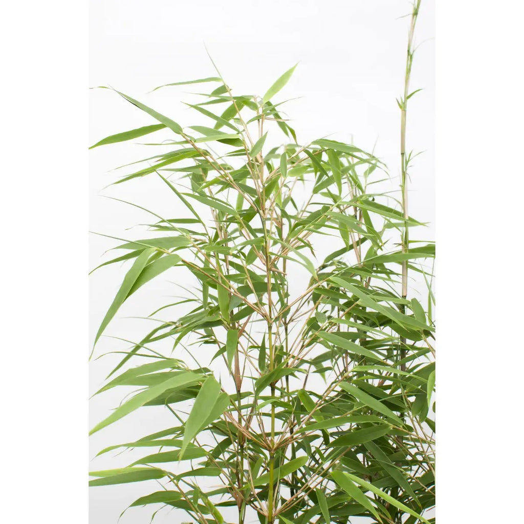 Fargesia rufa - ↕80cm - Ø29 | immergrüner Bambus | ideal für vertikale Gärten - Pille Gartenwelt