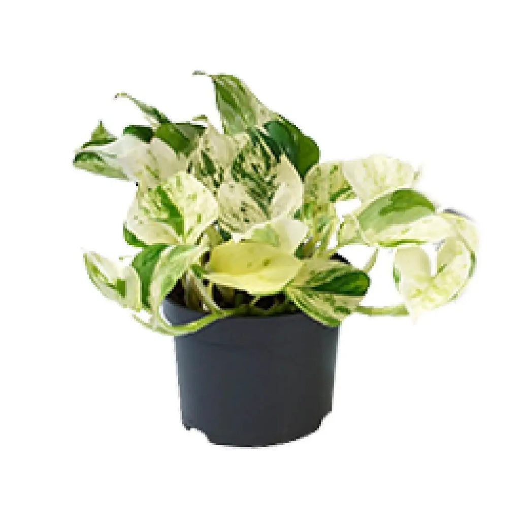 Epipremnum aureum ‘Marble Queen’ - Scindapsus - Ø12CM - ↕15cm