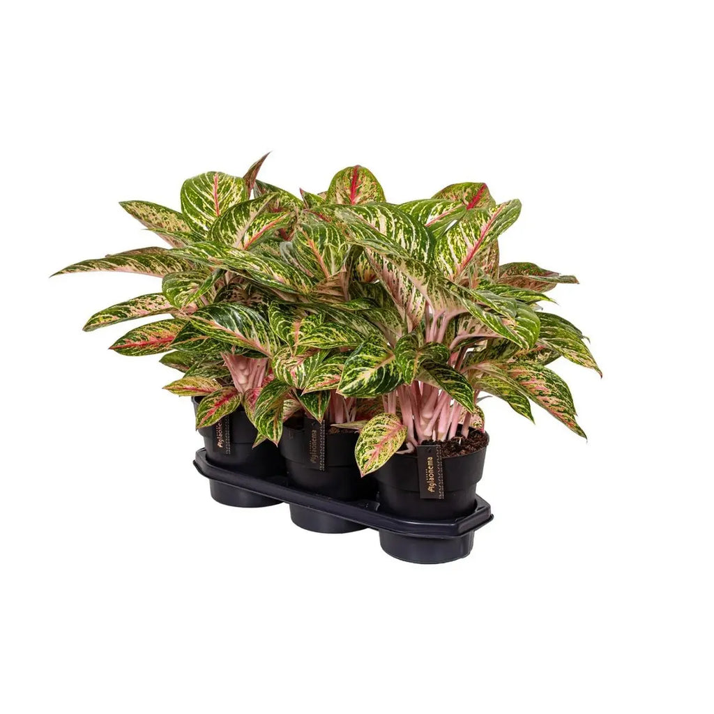 Aggalema Coco Mlont [P19-H60] MEERgroothandel Planten