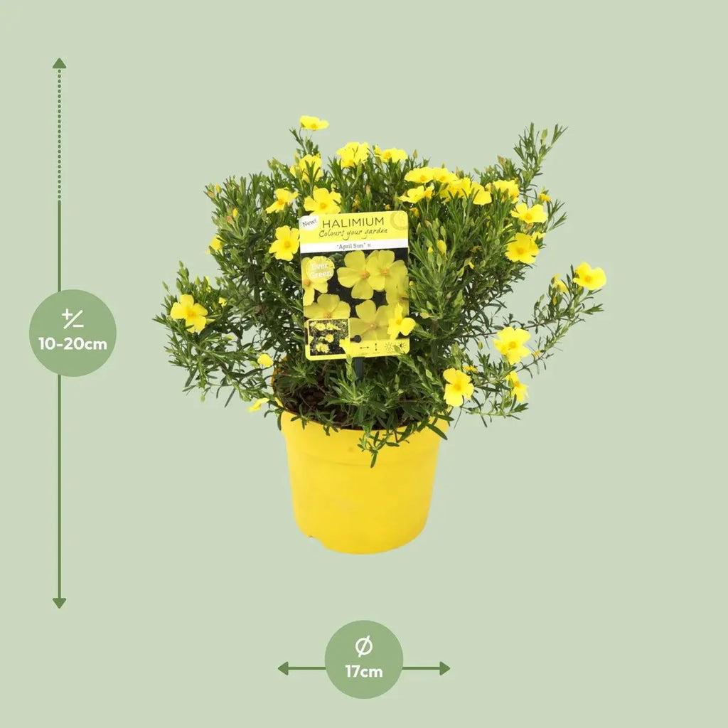 Halimium libanotis ‘April Sun’® 'April Sun'® - ↕20cm - Ø17cm |  Libanesischer Sonnenteppich - Pille Gartenwelt