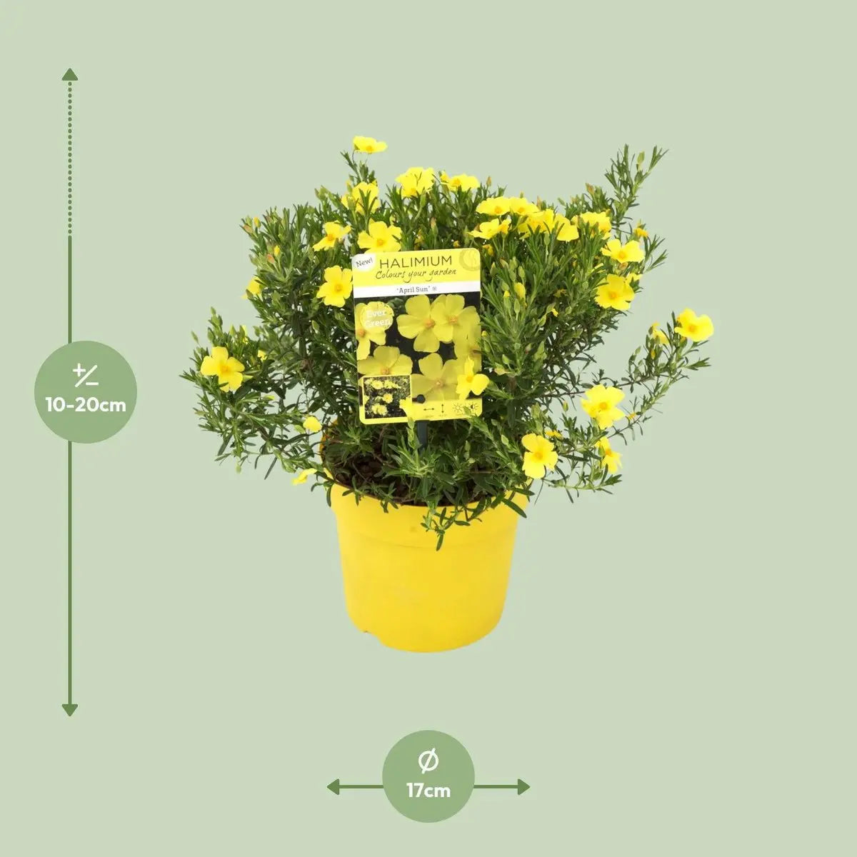 Halimium libanotis ‘April Sun’® 'April Sun'® - ↕20cm - Ø17cm |  Libanesischer Sonnenteppich - Pille Gartenwelt