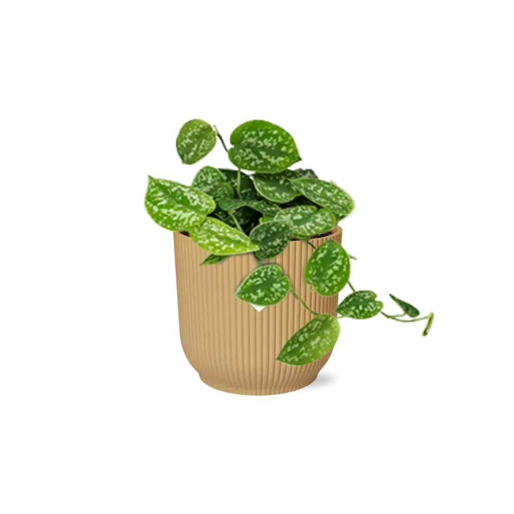 Scindapsus gemalt 'Argyraeus' in Elho -Vibes Falten Sie 14 cm Geel MEERgroothandel Planten