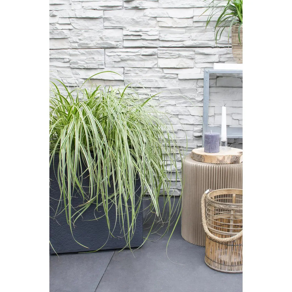 Carex 'Feather Falls' - ↕40cm - Ø19 | dekorative wintergrüne Segge