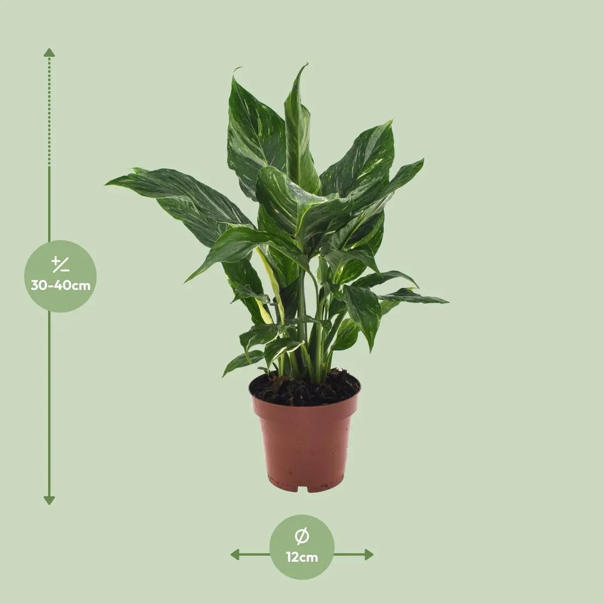 Spathiphyllum Diamond - Ø12cm - ↕40 cm