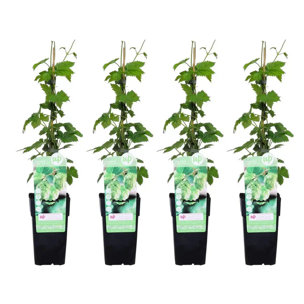 4x - Humulus düstere "Nordbrau ' - ↨65cm - Ø15 MEERgroothandel Planten