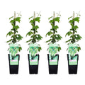 4x - Humulus düstere "Nordbrau ' - ↨65cm - Ø15 MEERgroothandel Planten