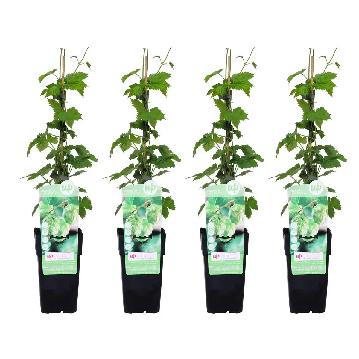 4x - Humulus düstere "Nordbrau ' - ↨65cm - Ø15 MEERgroothandel Planten