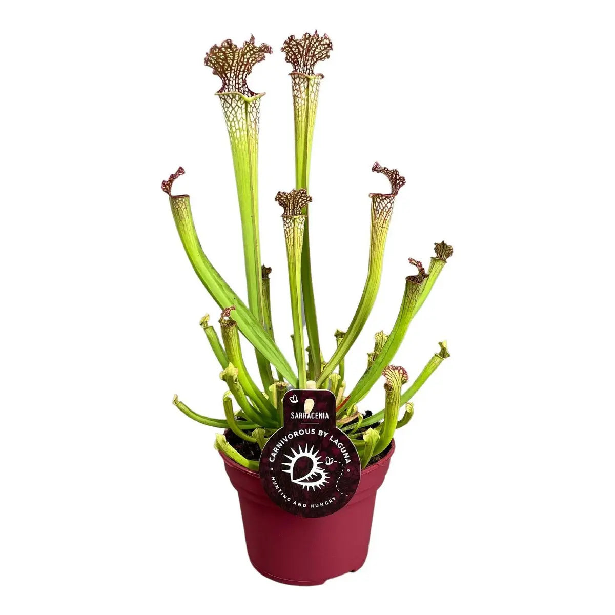 Sarracenia Farnhamii - Ø12cm - ↕40cm MEERgroothandel Planten