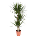 Dracaena marginata Ø21 cm – ca. 120 cm Drachenbaum, pflegeleicht & modern - Pille Gartenwelt