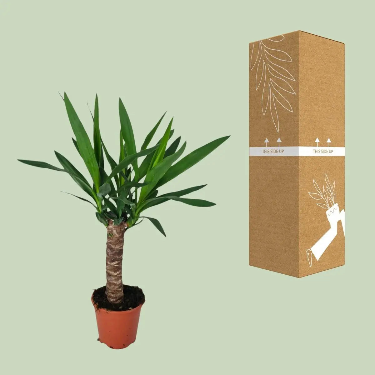 Yucca - Ø14cm - ↕60 cm MEERgroothandel Planten