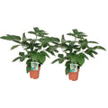 Schefflera Actinophylla - 2 Teile - Ø19cm - ↕75cm MEERgroothandel Planten
