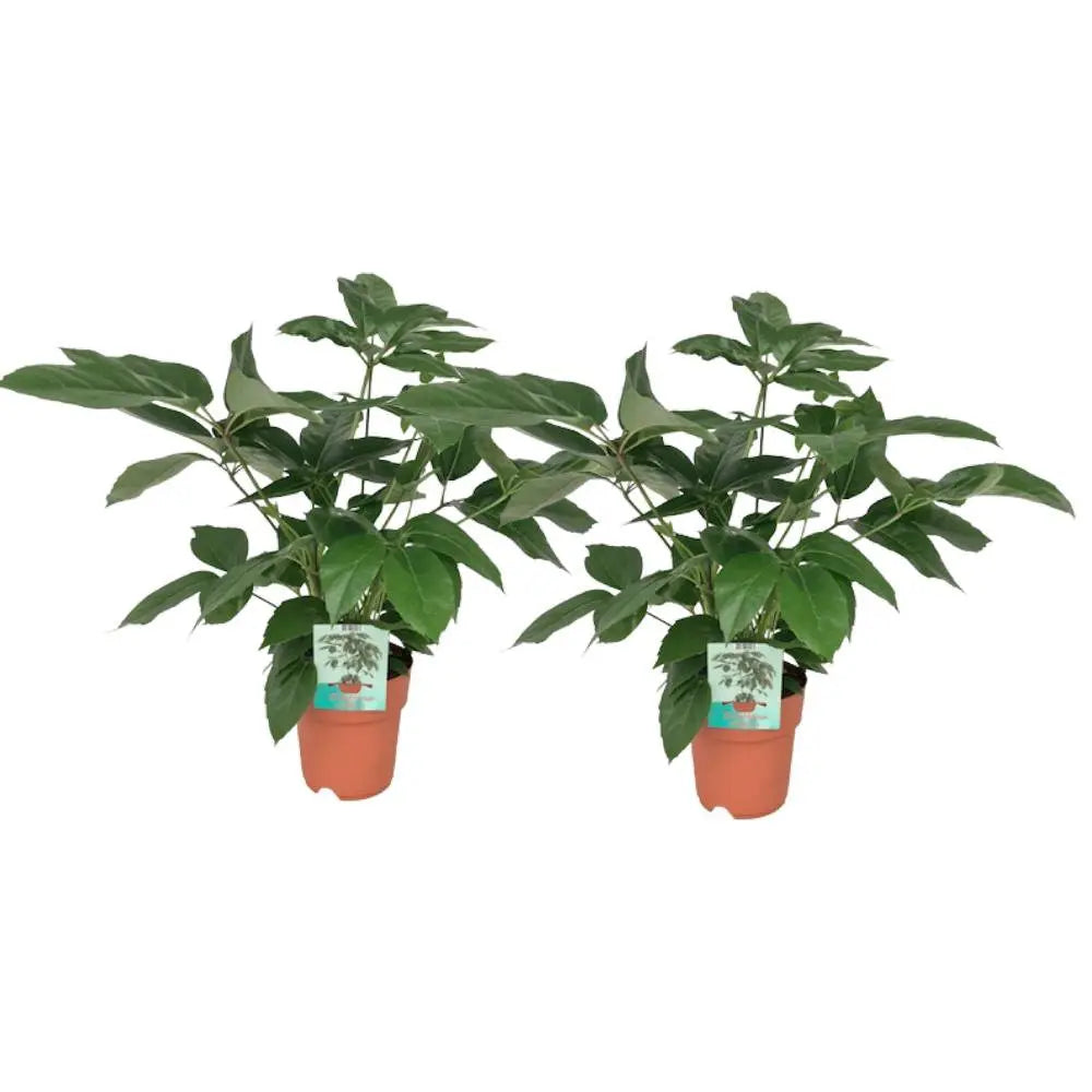 Schefflera Actinophylla - 2 Teile - Ø19cm - ↕75cm MEERgroothandel Planten