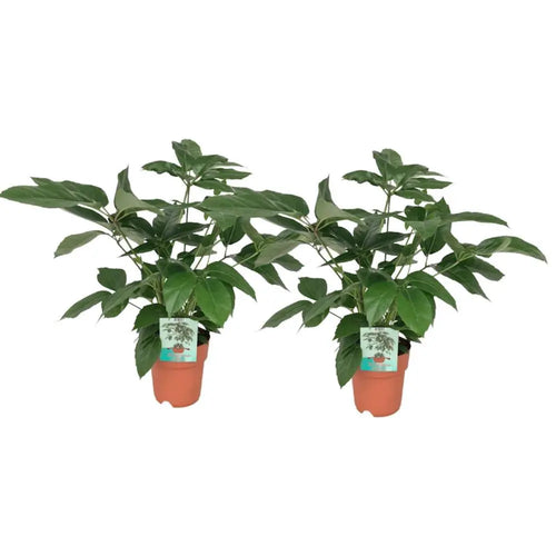 Schefflera Actinophylla - 2 Teile - Ø19cm - ↕75cm MEERgroothandel Planten