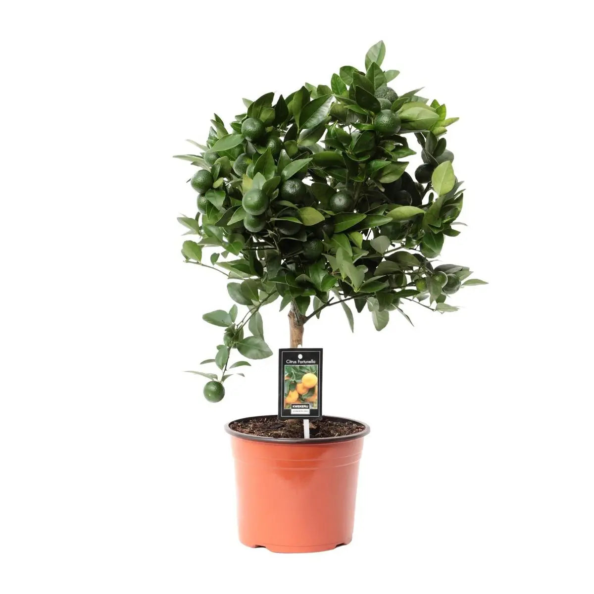 Citrus Calamondin | [P19-H65] MEERgroothandel Planten