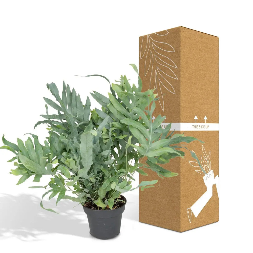 Phlebodium Aureum Blue Star - Zinkfarn - Ø17cm - ↕50cm MEERgroothandel Planten
