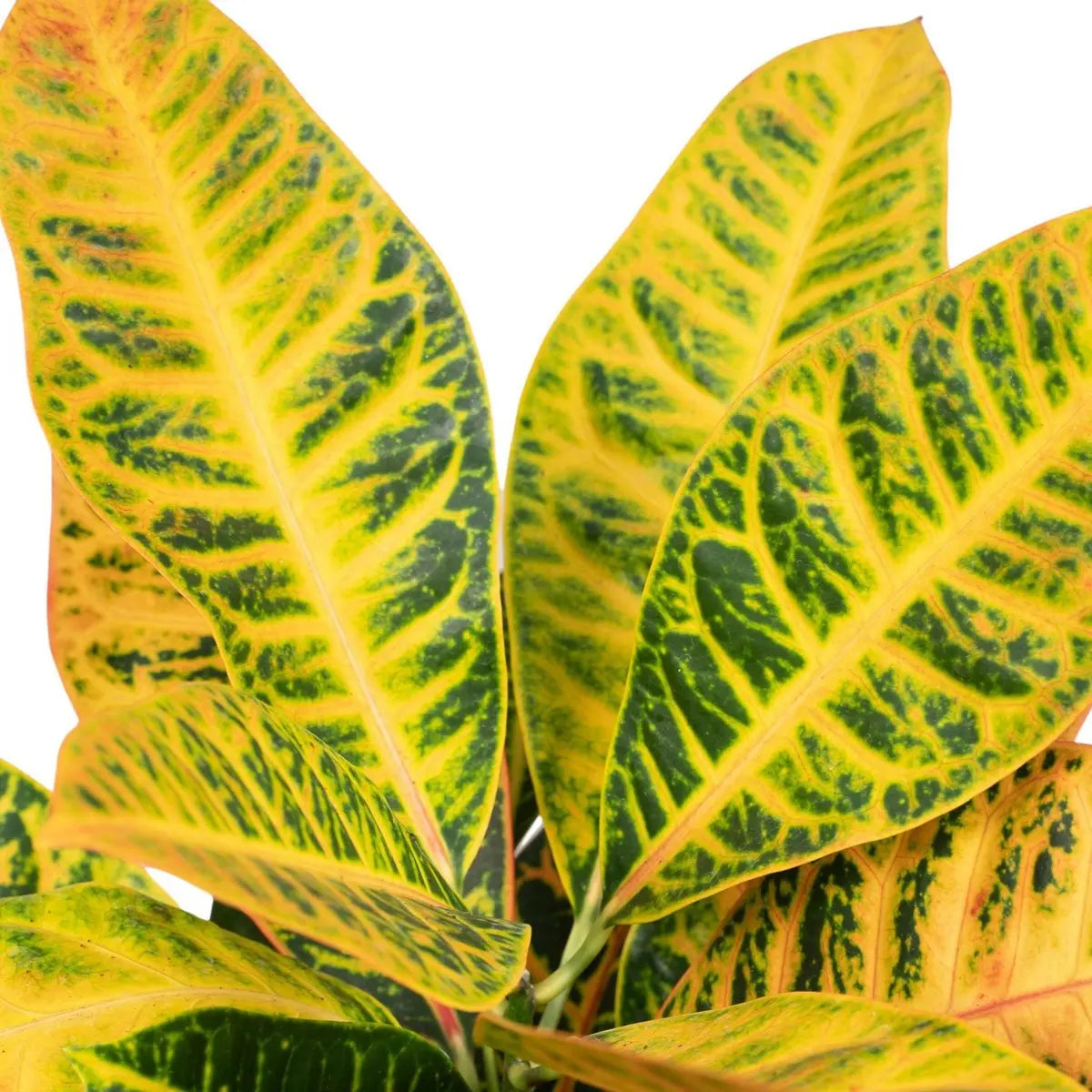 Codiaeum Petra - Ø17cm - ↕45cm MEERgroothandel Planten