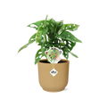 Monstera „Monkey Leaf“ in Elho Vibes Falten Sie 14 cm Geel MEERgroothandel Planten