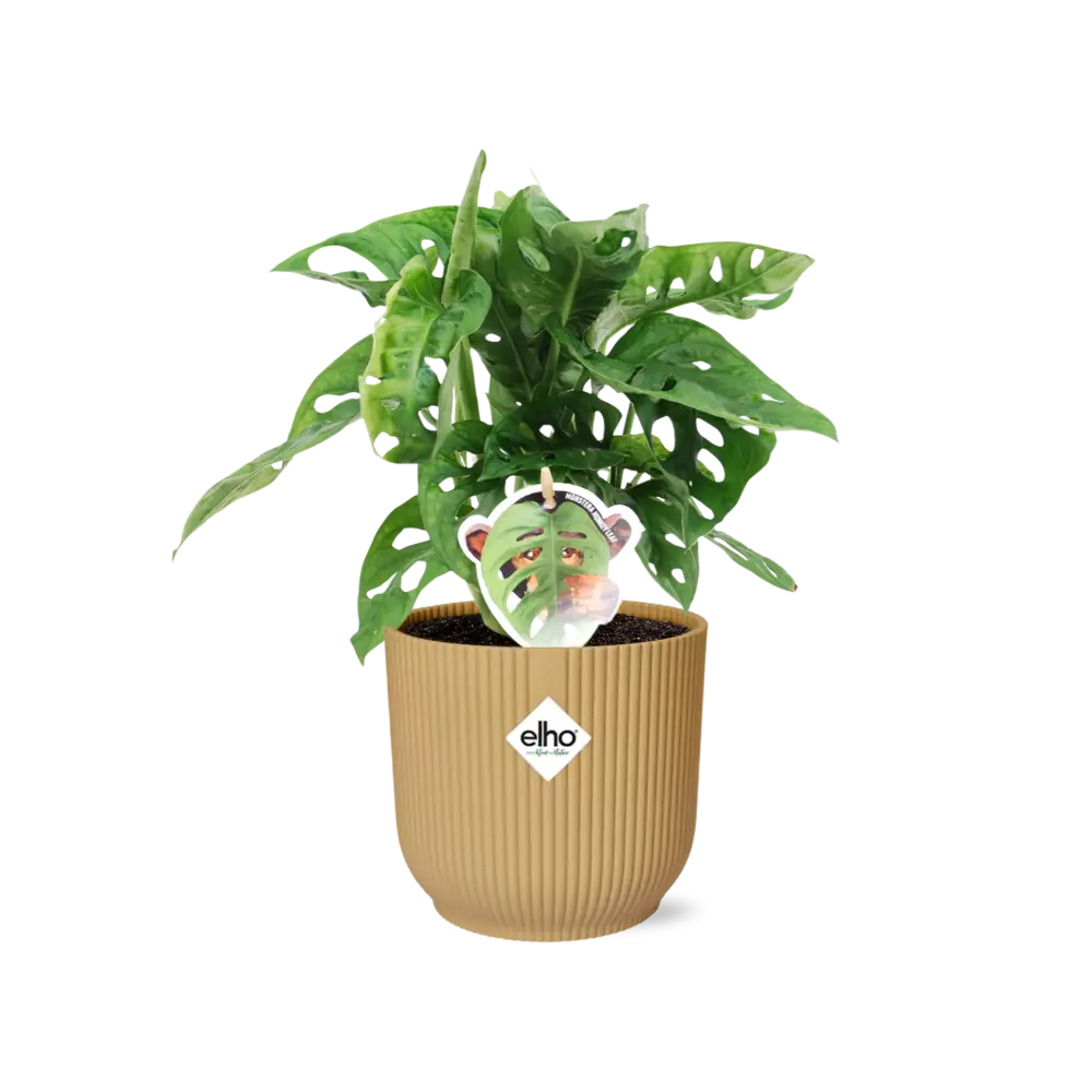 Monstera „Monkey Leaf“ in Elho Vibes Falten Sie 14 cm Geel MEERgroothandel Planten