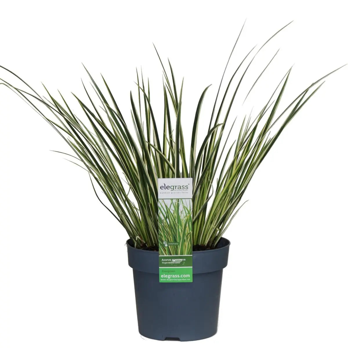 Weißgestreifter Zwergkalmus | Acorus graminus 'argenteostriatus' - Ø14cm - ↕30cm - Pille Gartenwelt