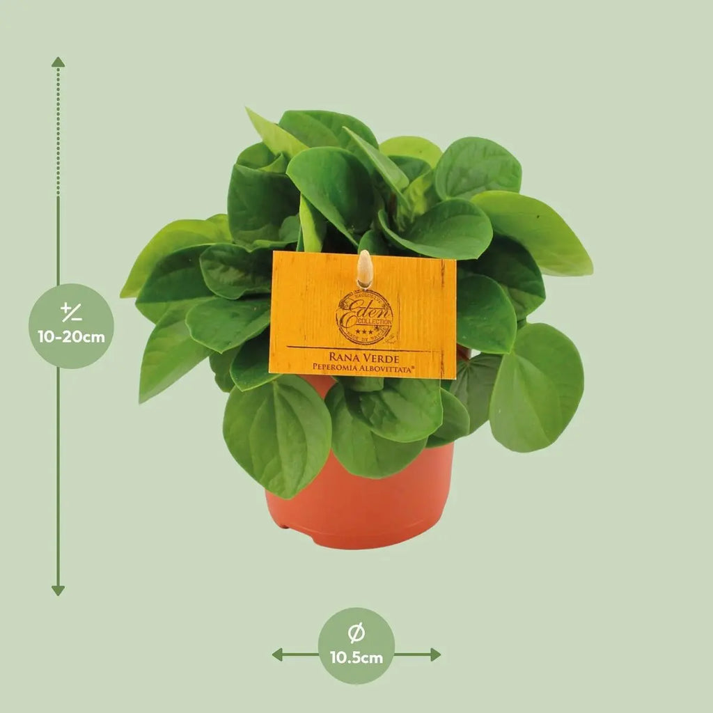 Peperomia Babaria Rane Verde - Ø11cm - ↕15cm