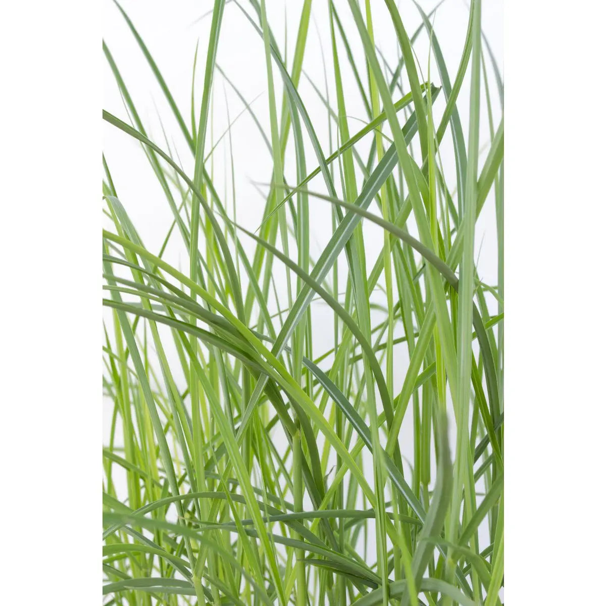 Miscanthus sinensis Ferner Osten - Ø19 - ↨50 cm Zier-Gras - Pille Gartenwelt