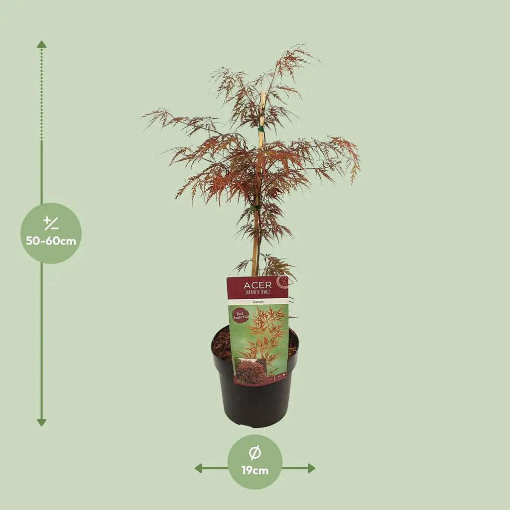 acer-ahorn-blattstruktur-farbig-dekorativ