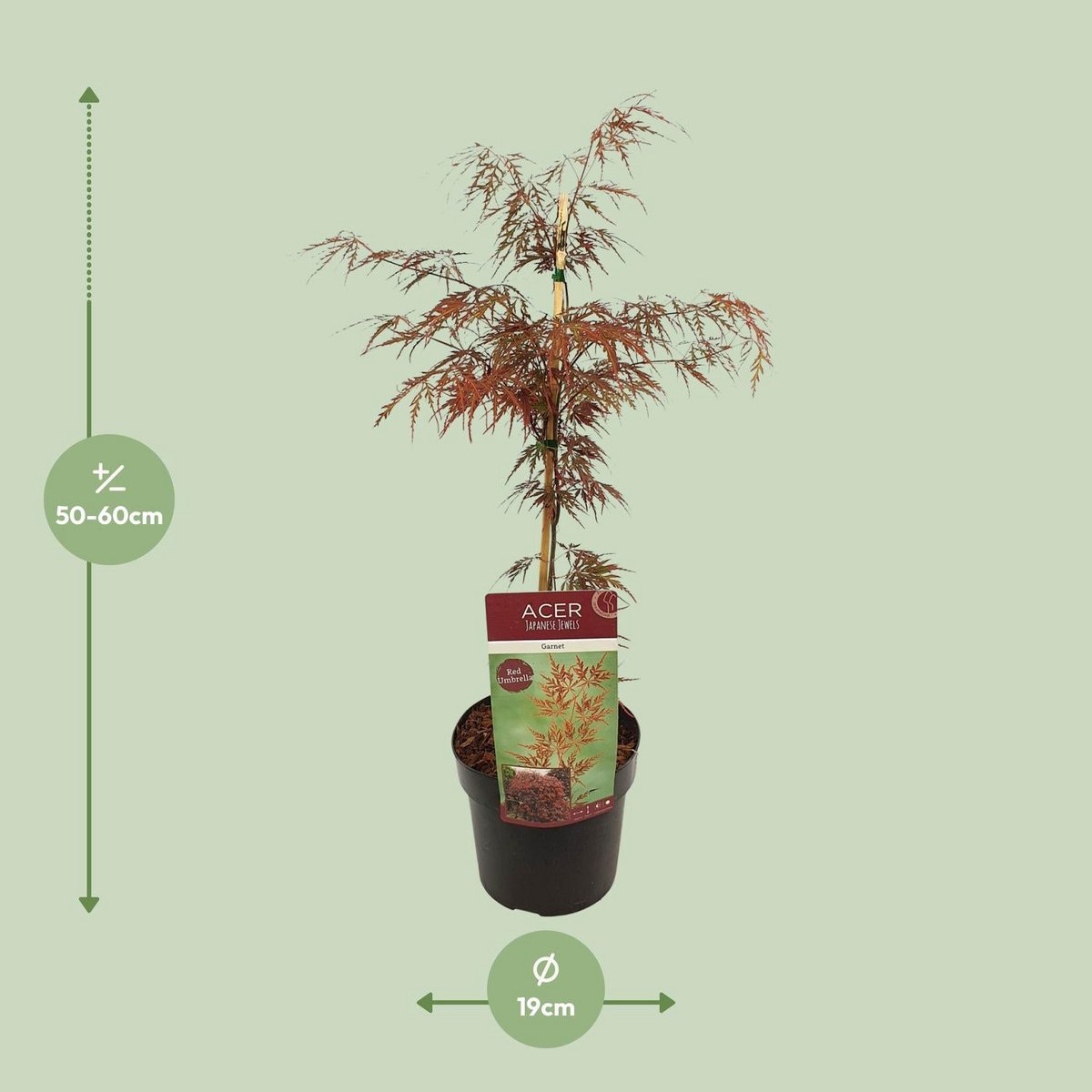 acer-ahorn-blattstruktur-farbig-dekorativ