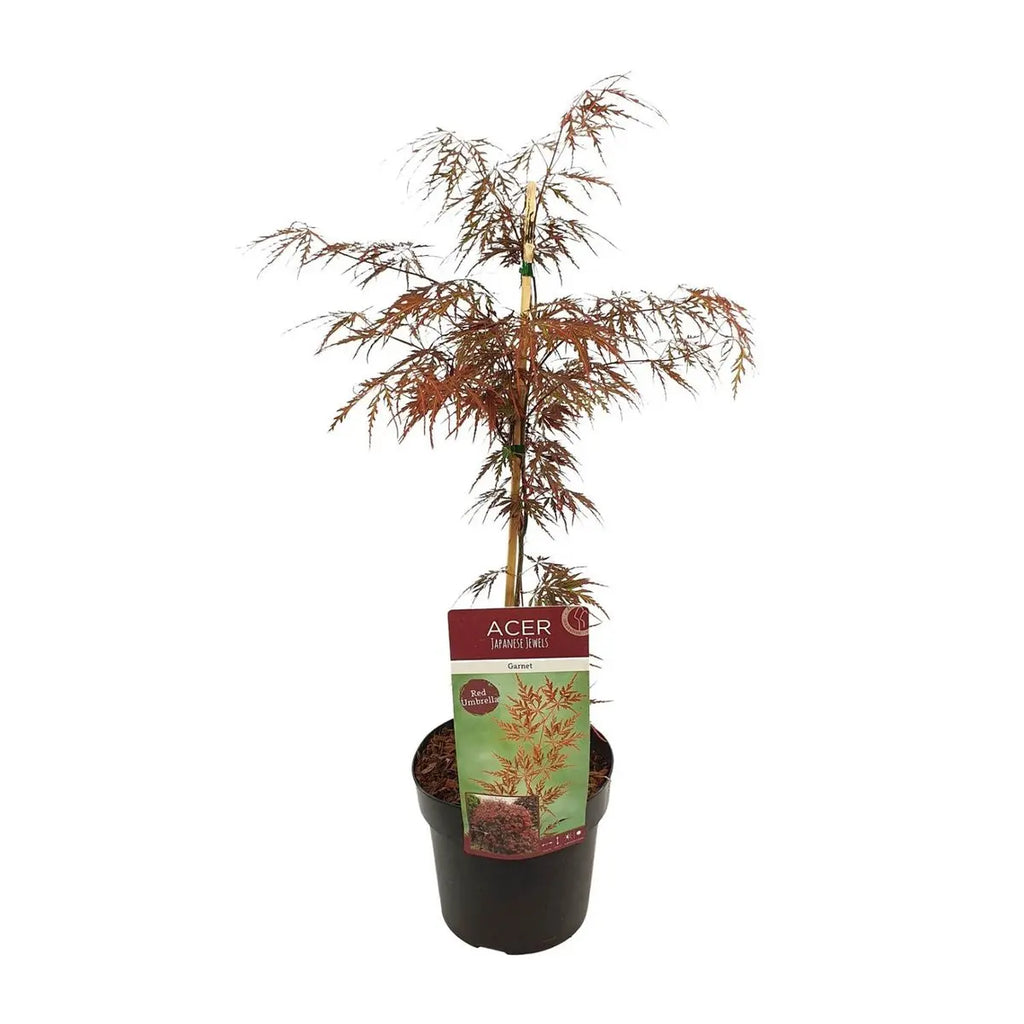 acer-ahorn-esdoorn-gesamtansicht-55cm