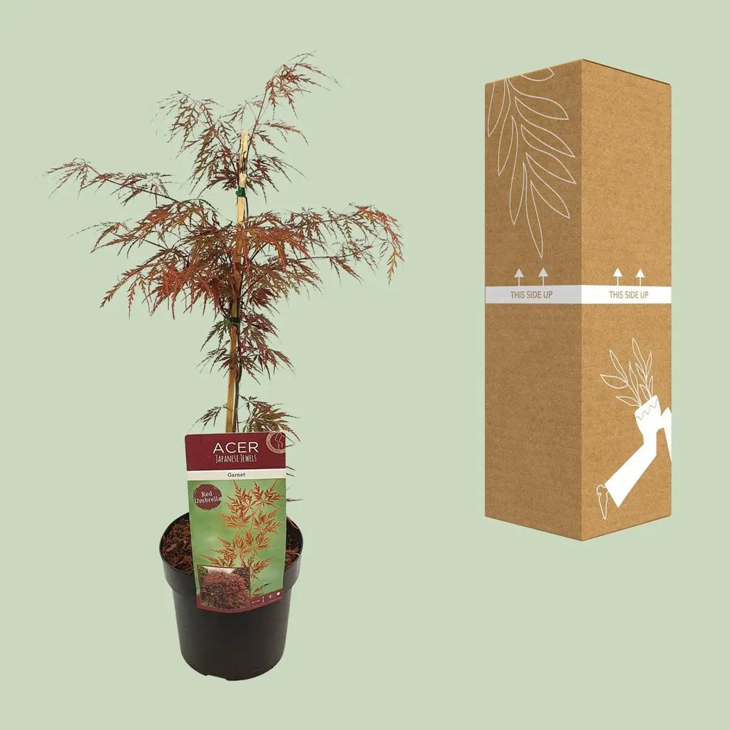 Ahorn Acer Esdoorn Outdoorpflanze in Ø19 cm Topf ca. 55 cm hoch 2