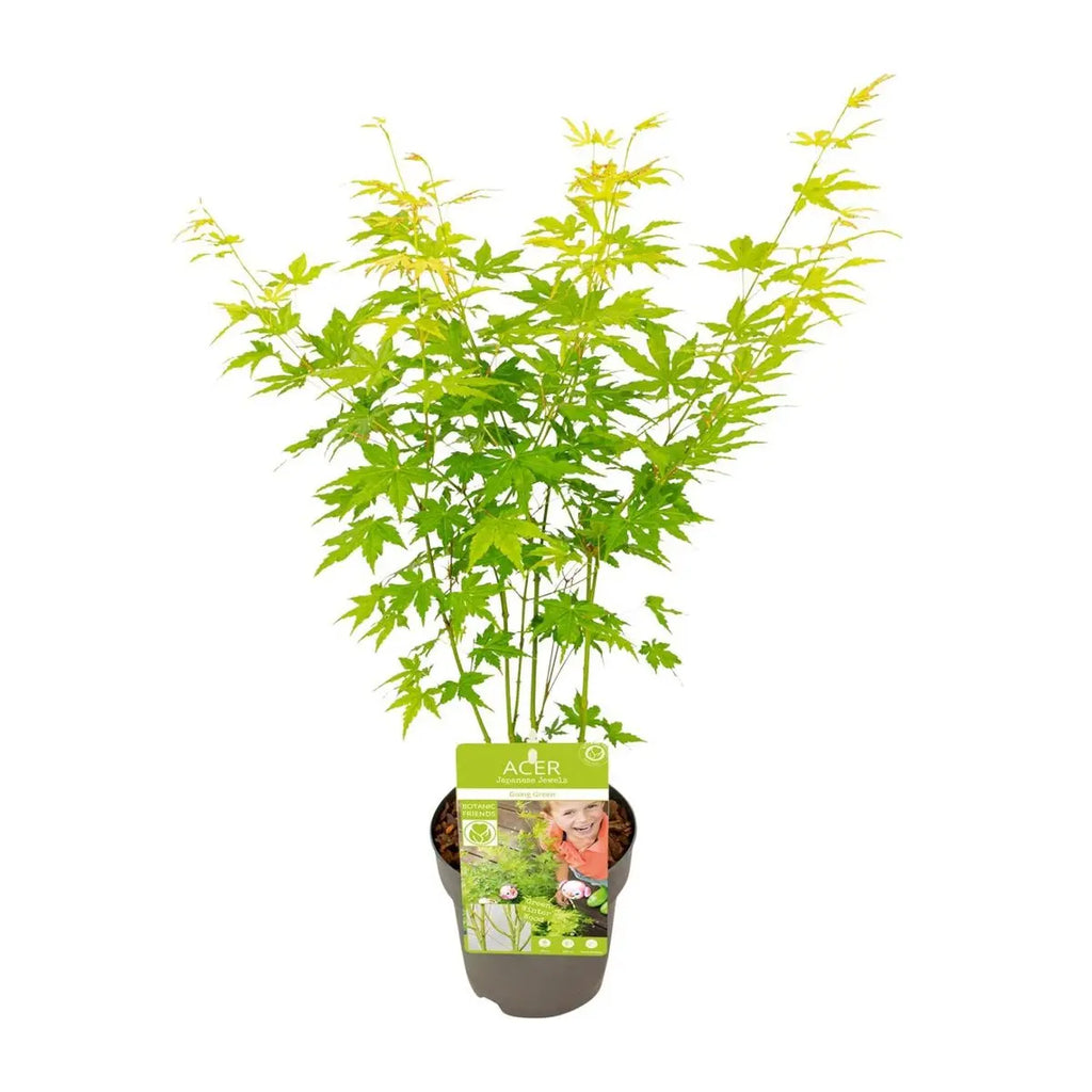 Acer im Halbschatten – idealer Standort und pflegeleichte Gartenpflanze