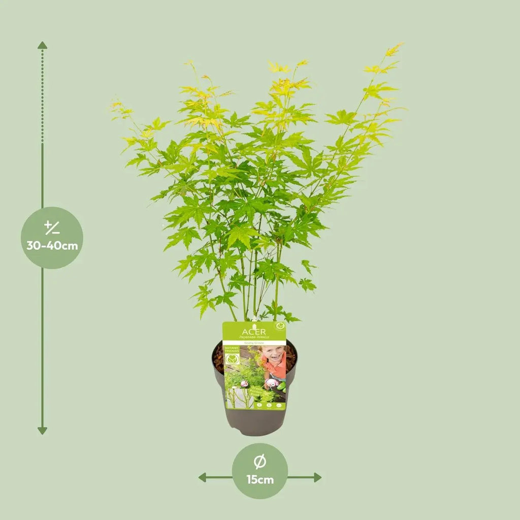 Topfdetail Ø15 cm – Acer Esdoorn als Outdoor-Pflanze (Naturprodukt)